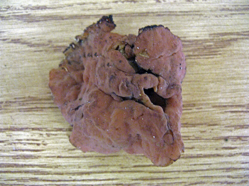 Gyromitra leucoxantha